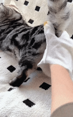 Dretitude® Pet Glove Wipes