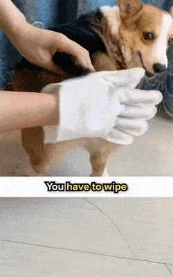 Dretitude® Pet Glove Wipes